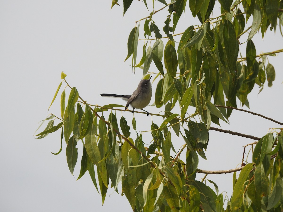 Blue-gray Gnatcatcher - ML177897171