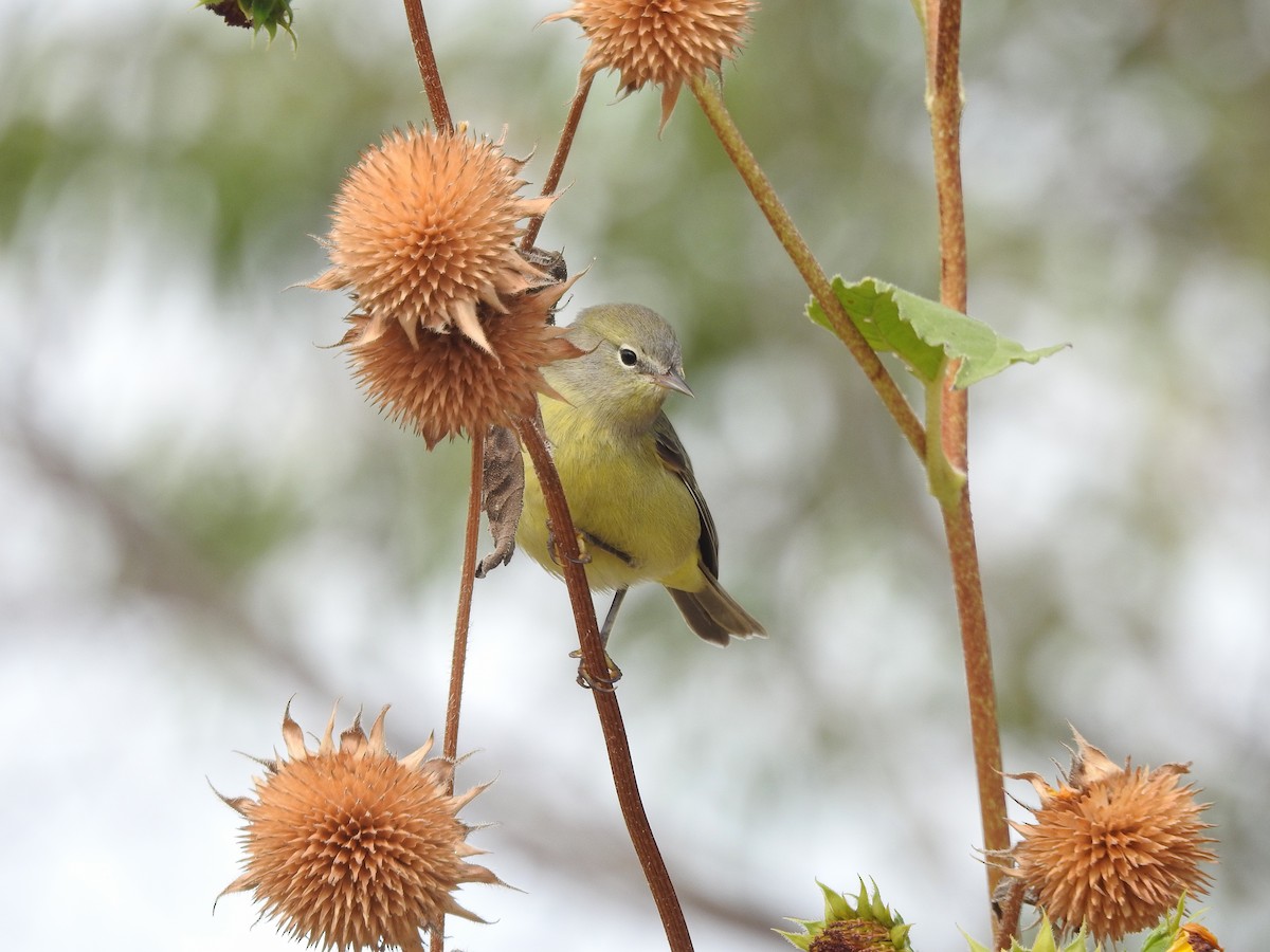 Orange-crowned Warbler - ML177897461