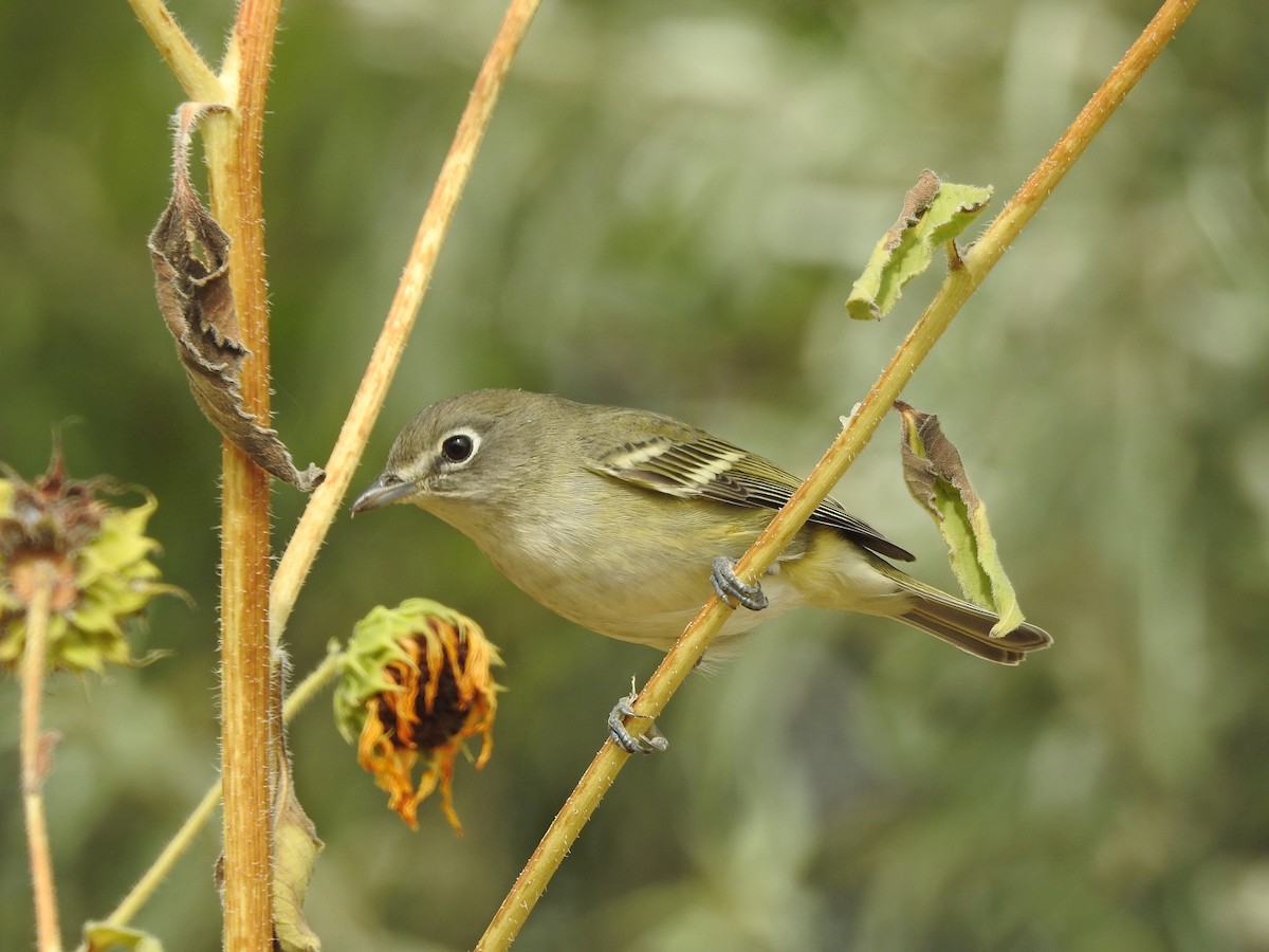 Cassin's Vireo - ML177897731