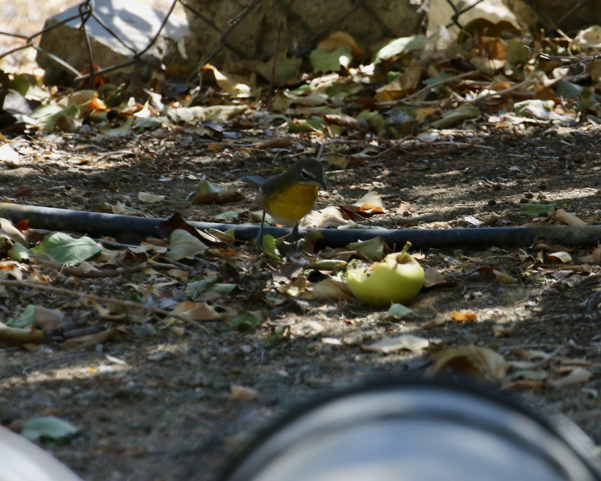 Yellow-breasted Chat - ML177898631