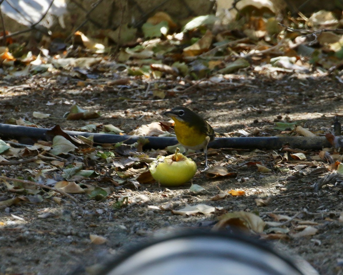 Yellow-breasted Chat - ML177898641