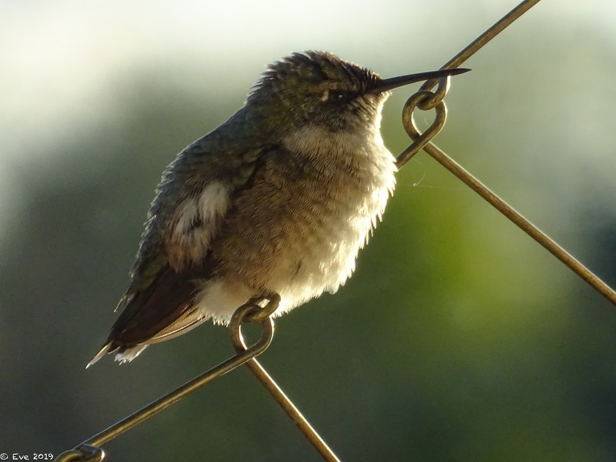 Anna's Hummingbird - ML177900341