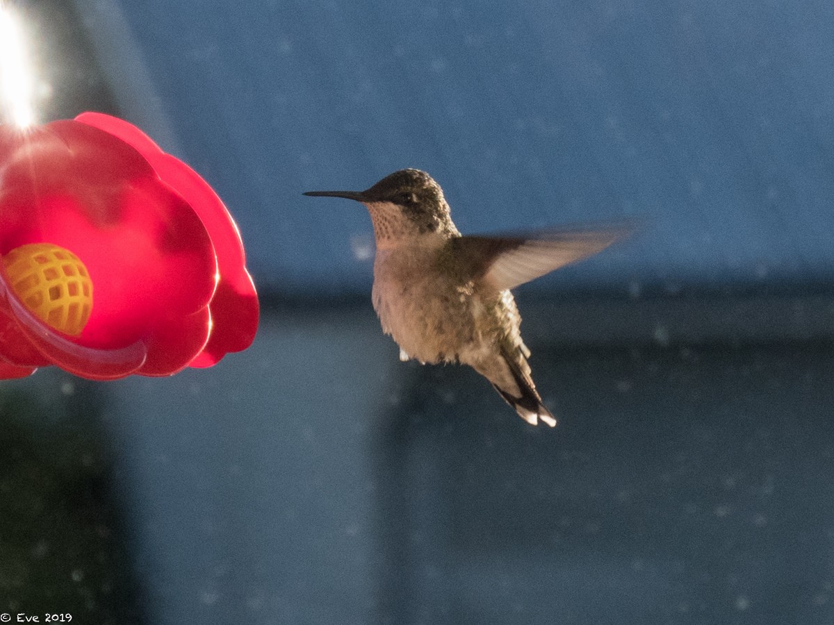 Anna's Hummingbird - ML177900361