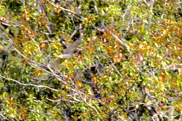 Broad-winged Hawk - ML177900491