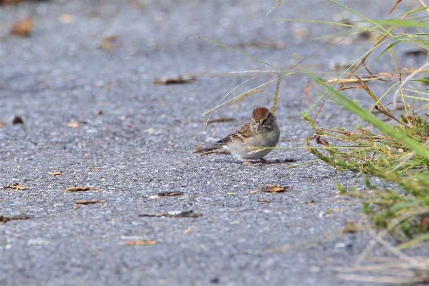 Chipping Sparrow - ML177900531