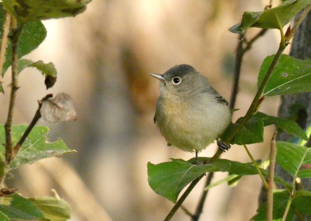 Virginia's Warbler - John Callender