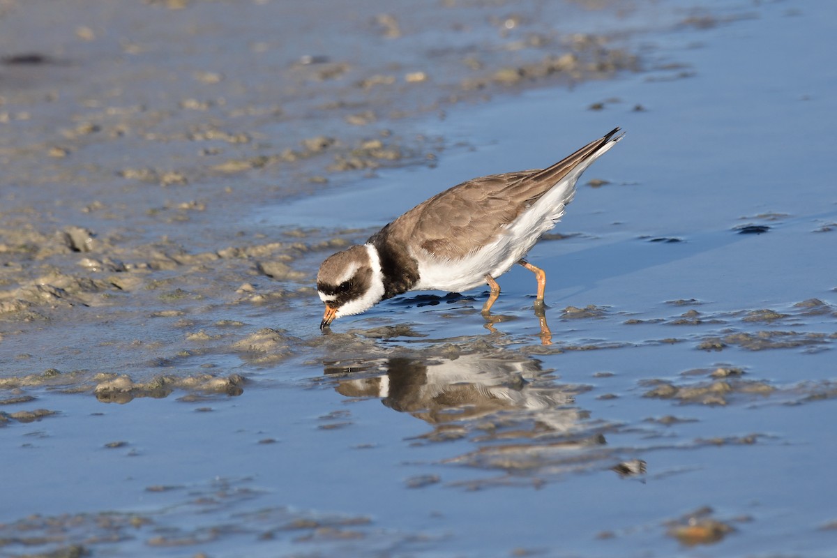 Common Ringed Plover - Santiago Caballero Carrera