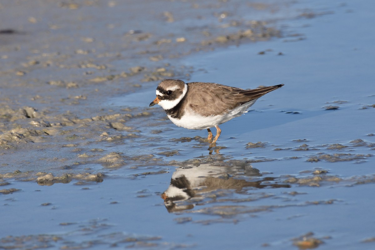 Common Ringed Plover - Santiago Caballero Carrera