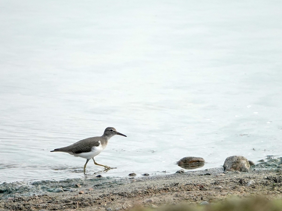 Spotted Sandpiper - ML177903841