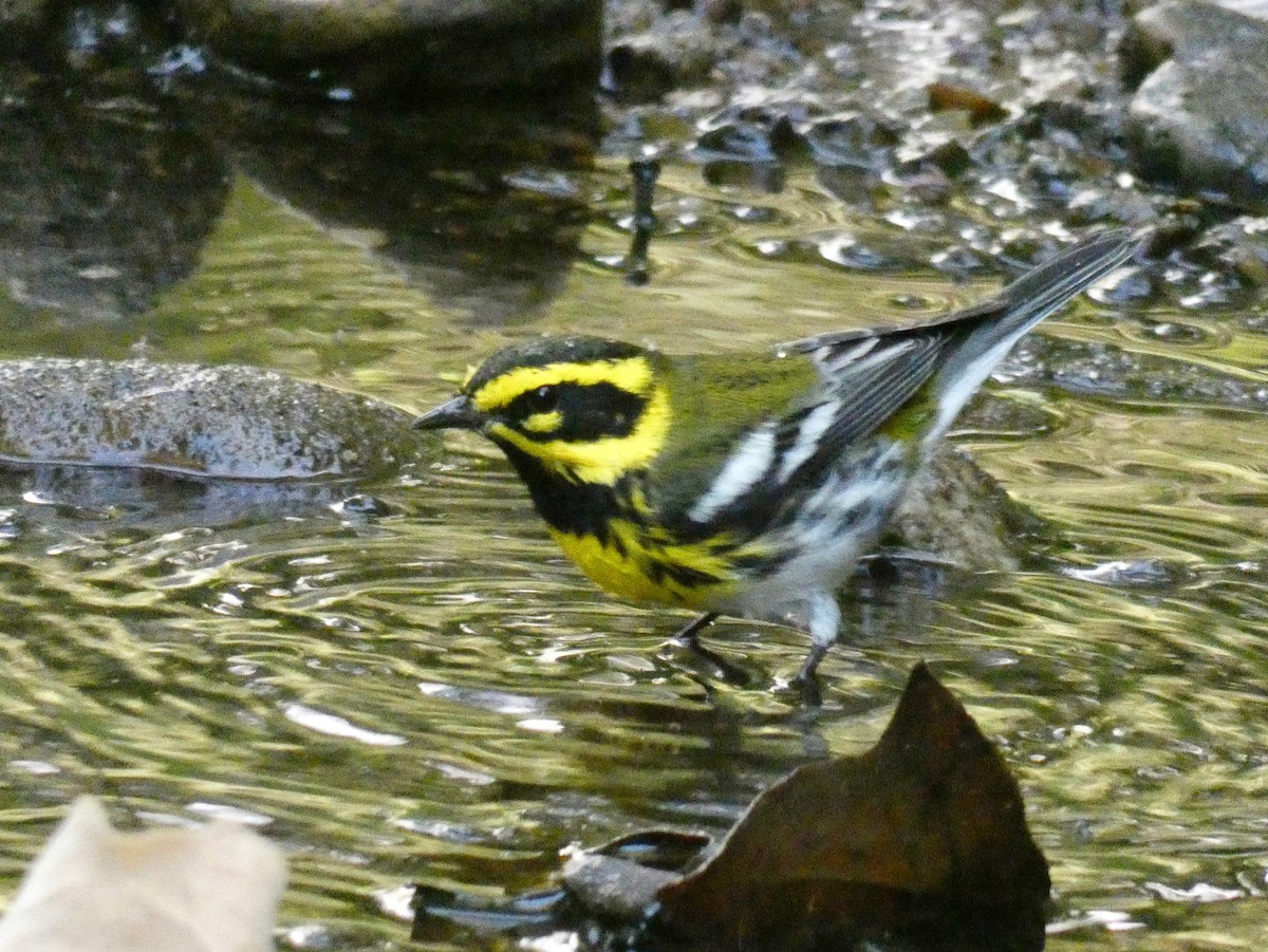 Townsend's Warbler - John Callender