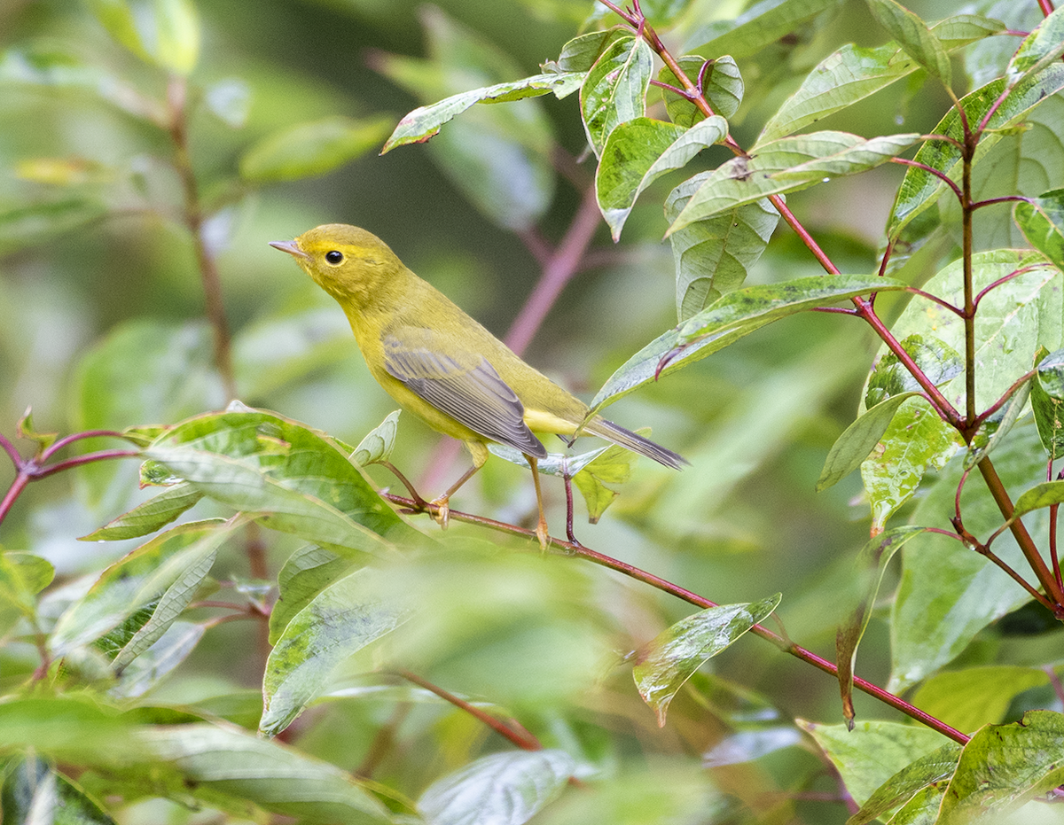 Wilson's Warbler - Jocelyn  Anderson