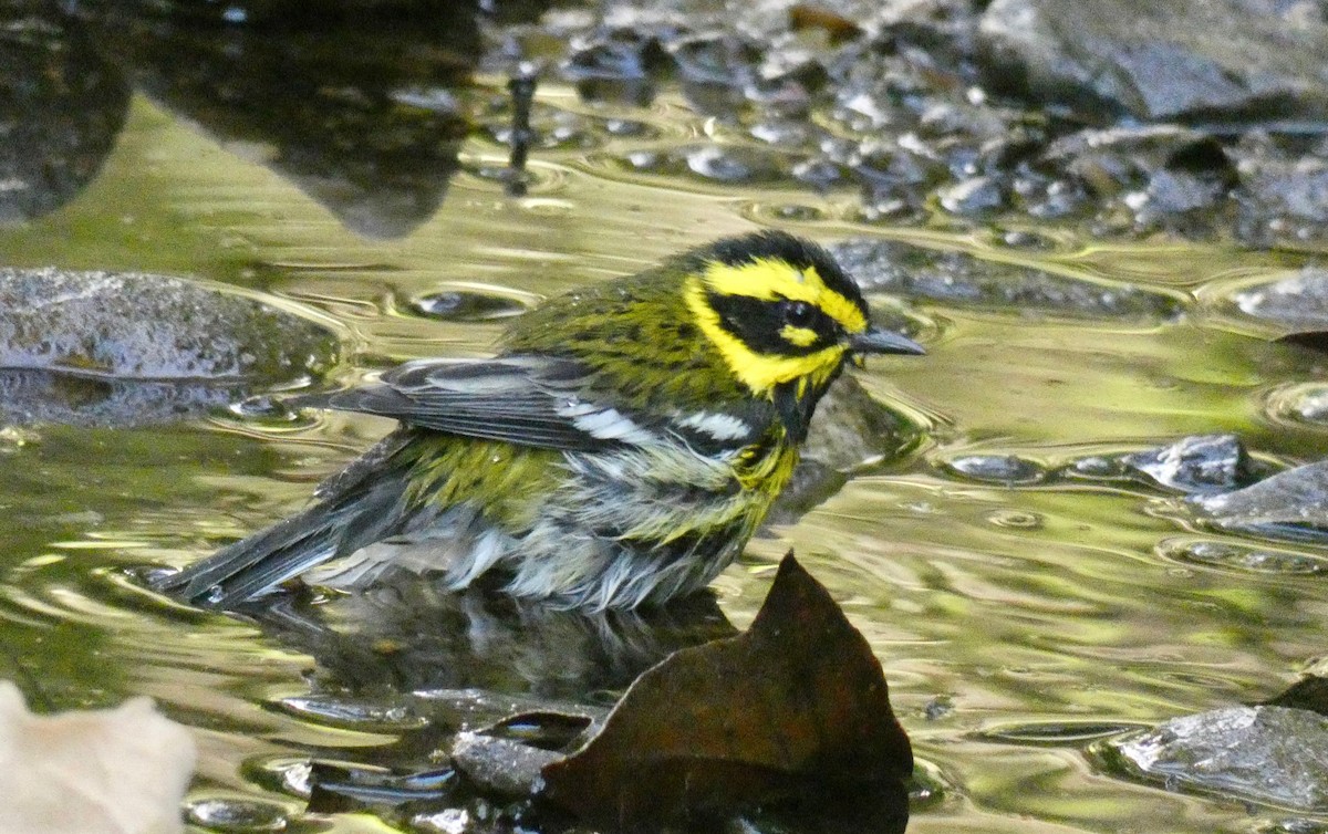 Townsend's Warbler - John Callender