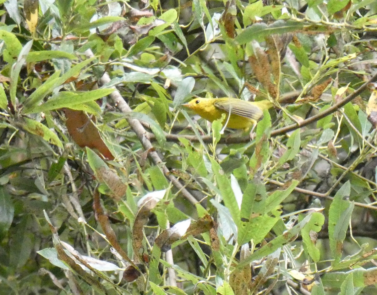 Wilson's Warbler - ML177908421