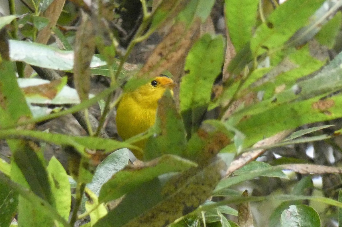 Wilson's Warbler - John Callender