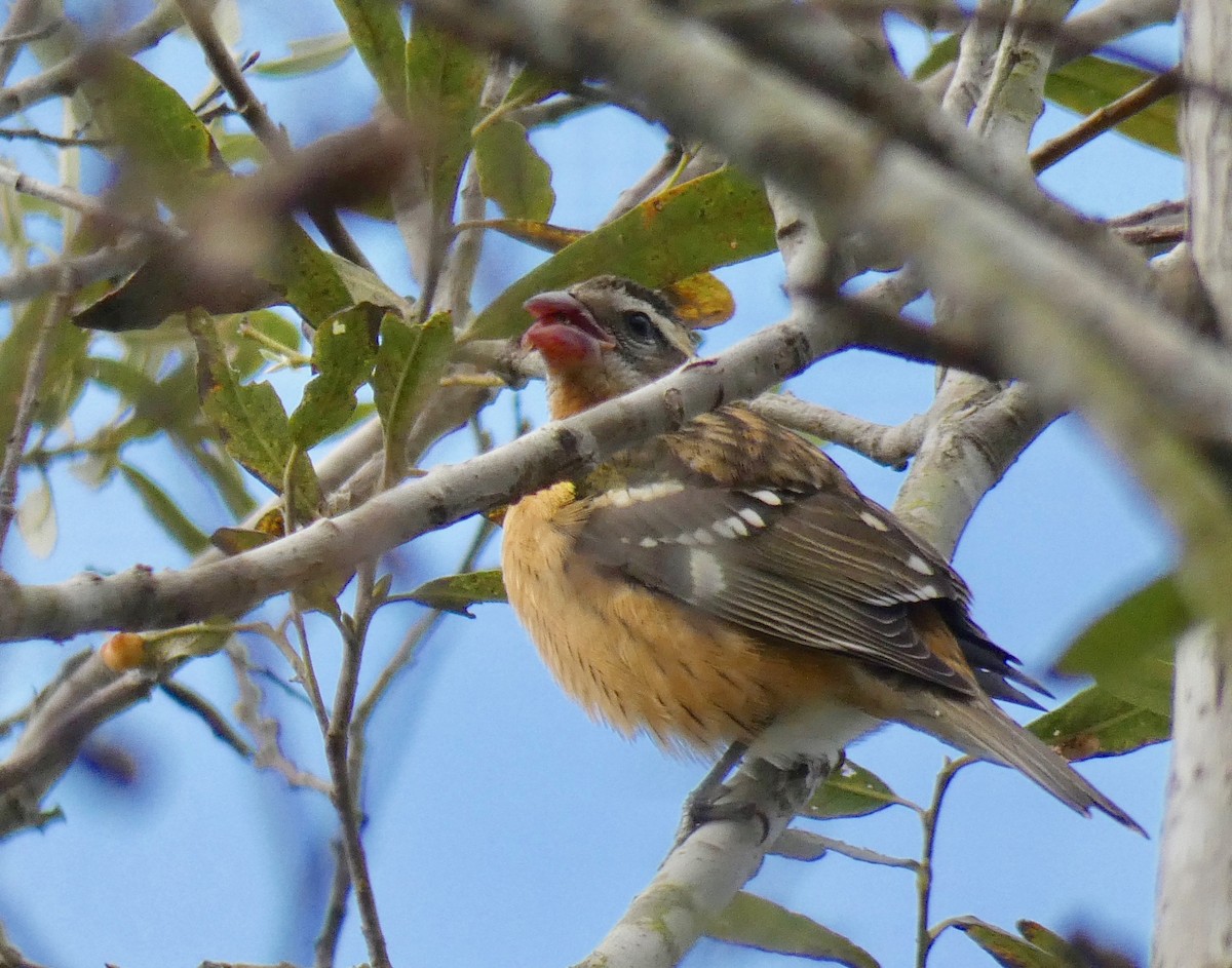 Black-headed Grosbeak - ML177908581