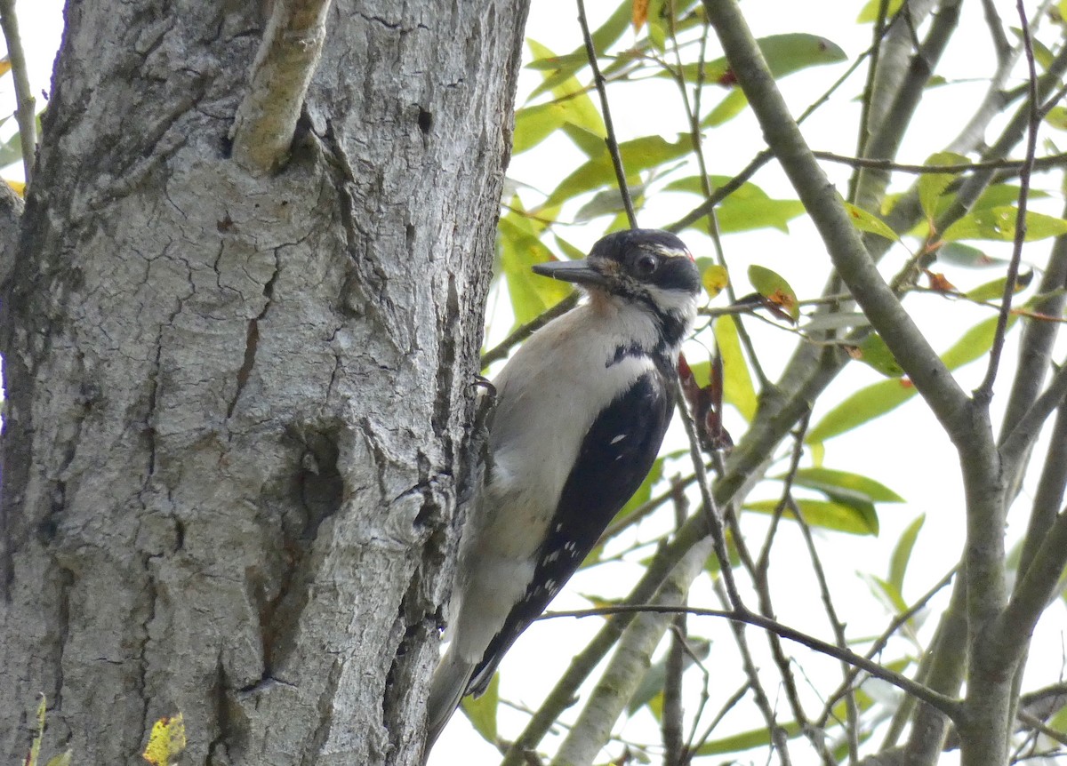 Hairy Woodpecker - ML177908751