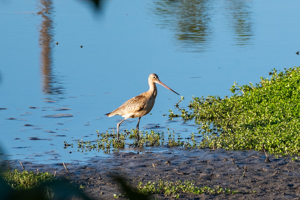 Marbled Godwit - ML177909091