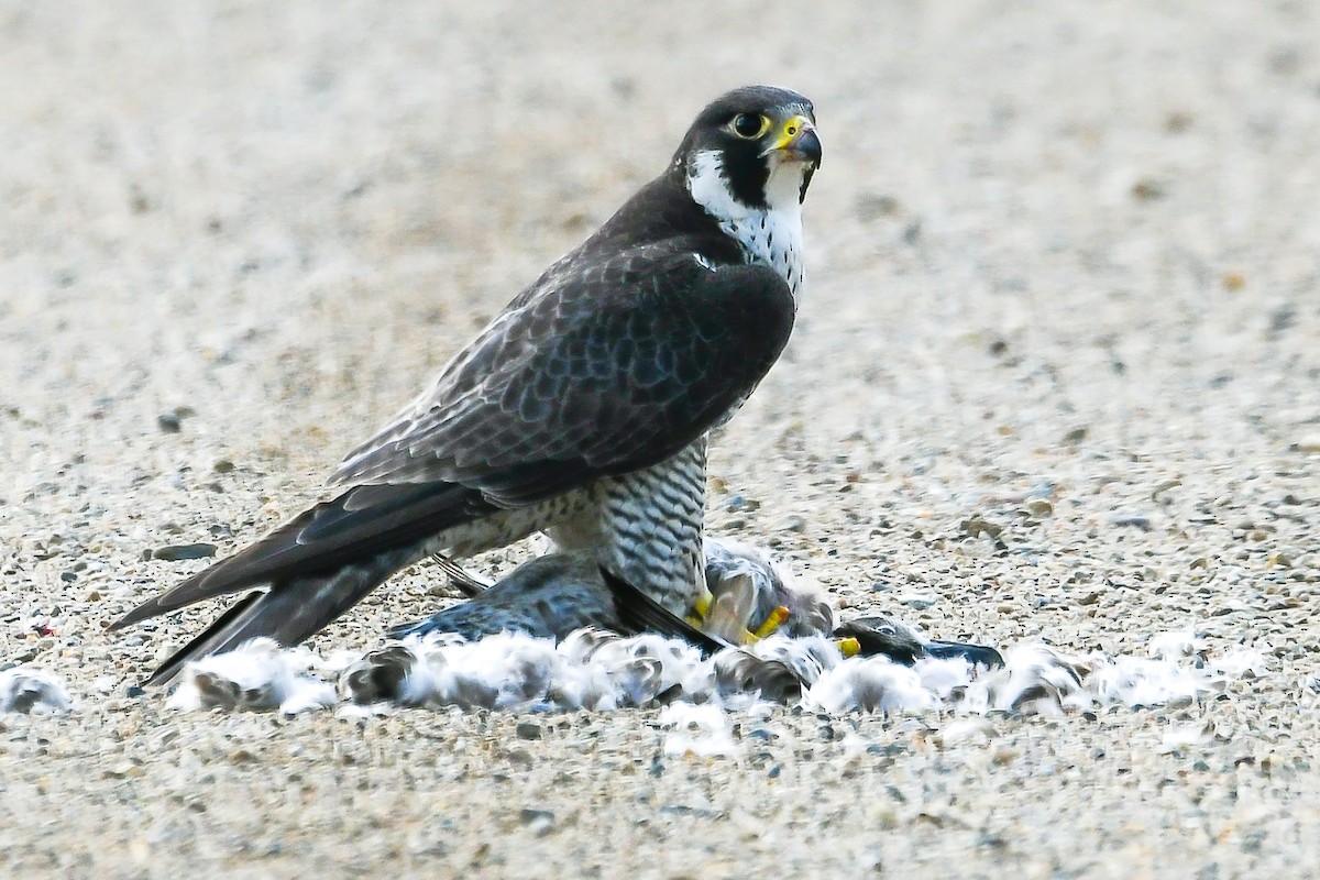 Peregrine Falcon - ML177911311