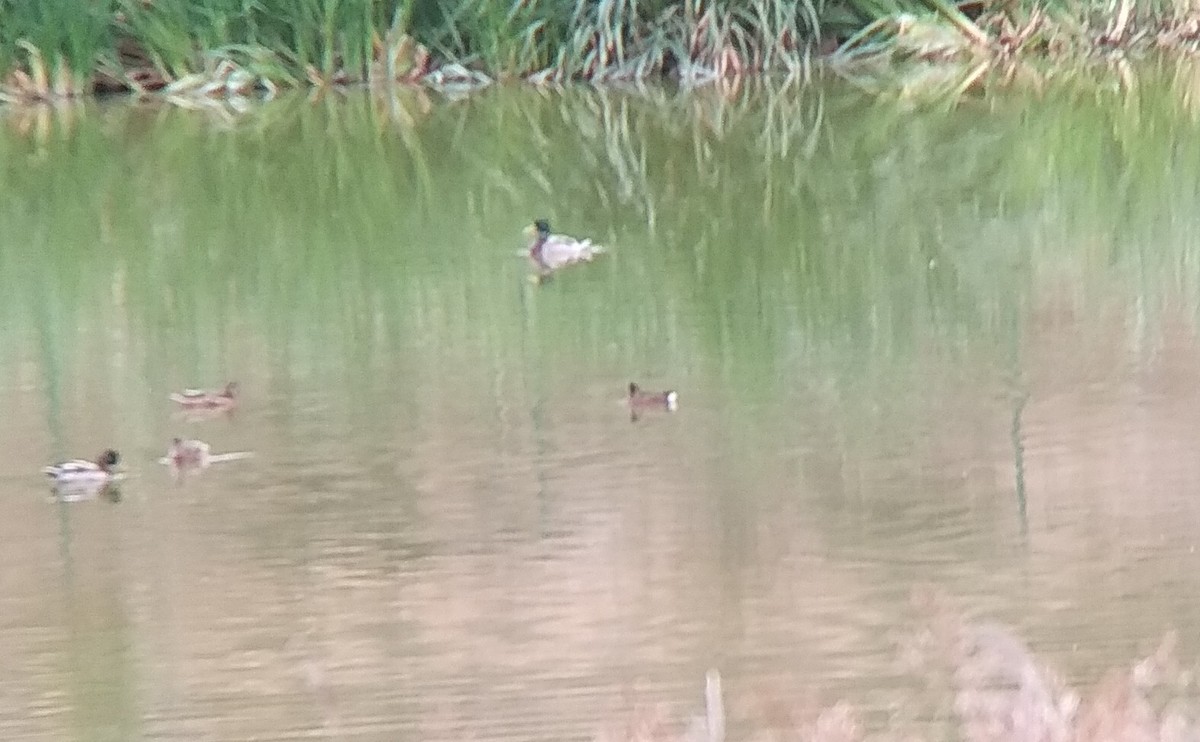 Ferruginous Duck - ML177911891