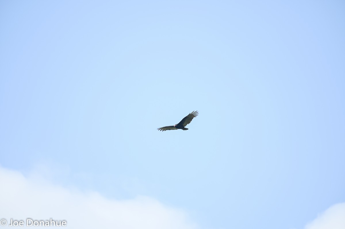 Turkey Vulture - ML177911981