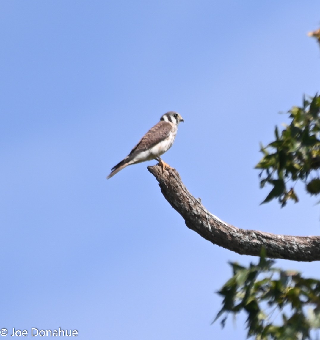 American Kestrel - ML177912011