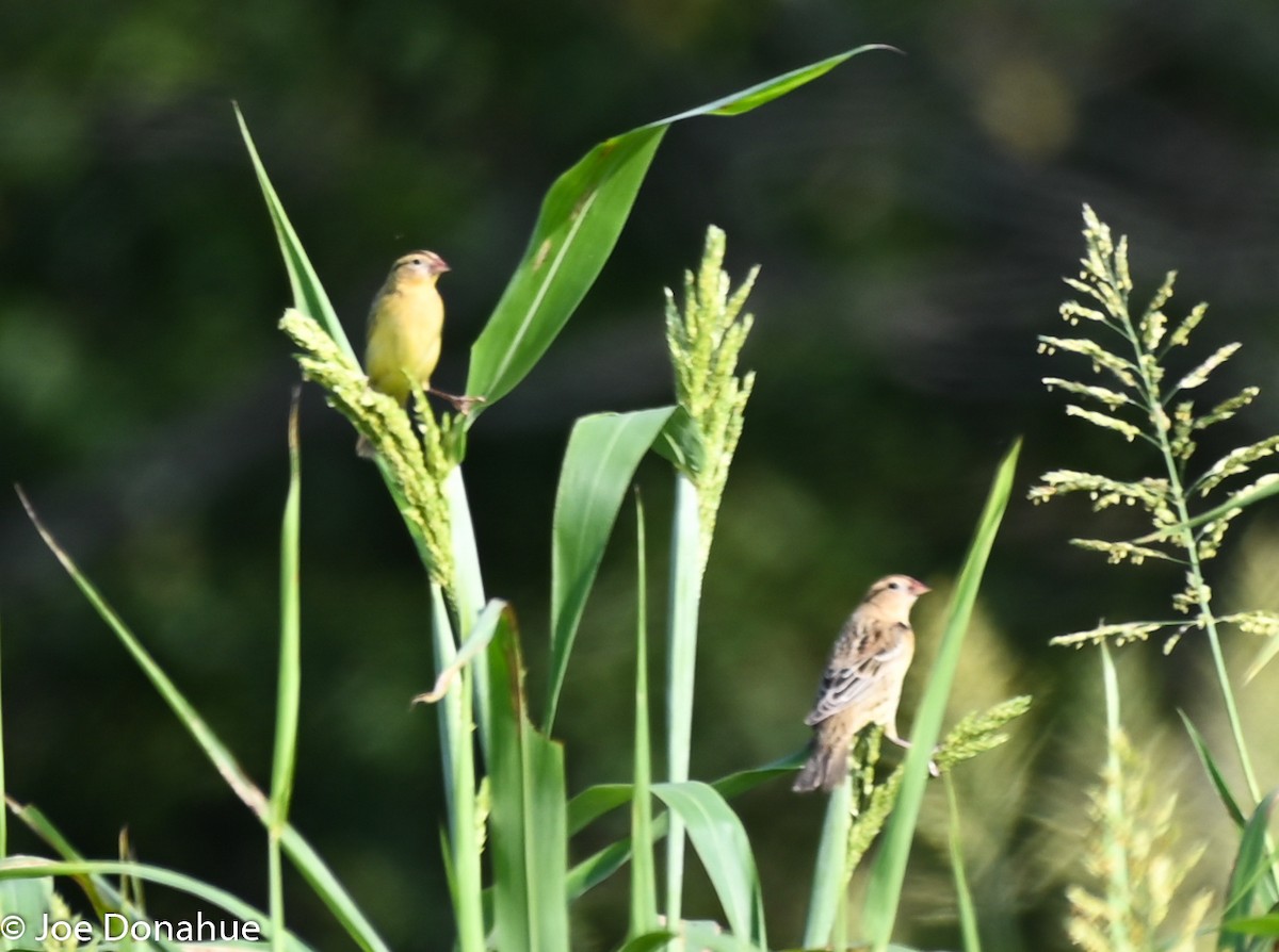 Bobolink - ML177912051