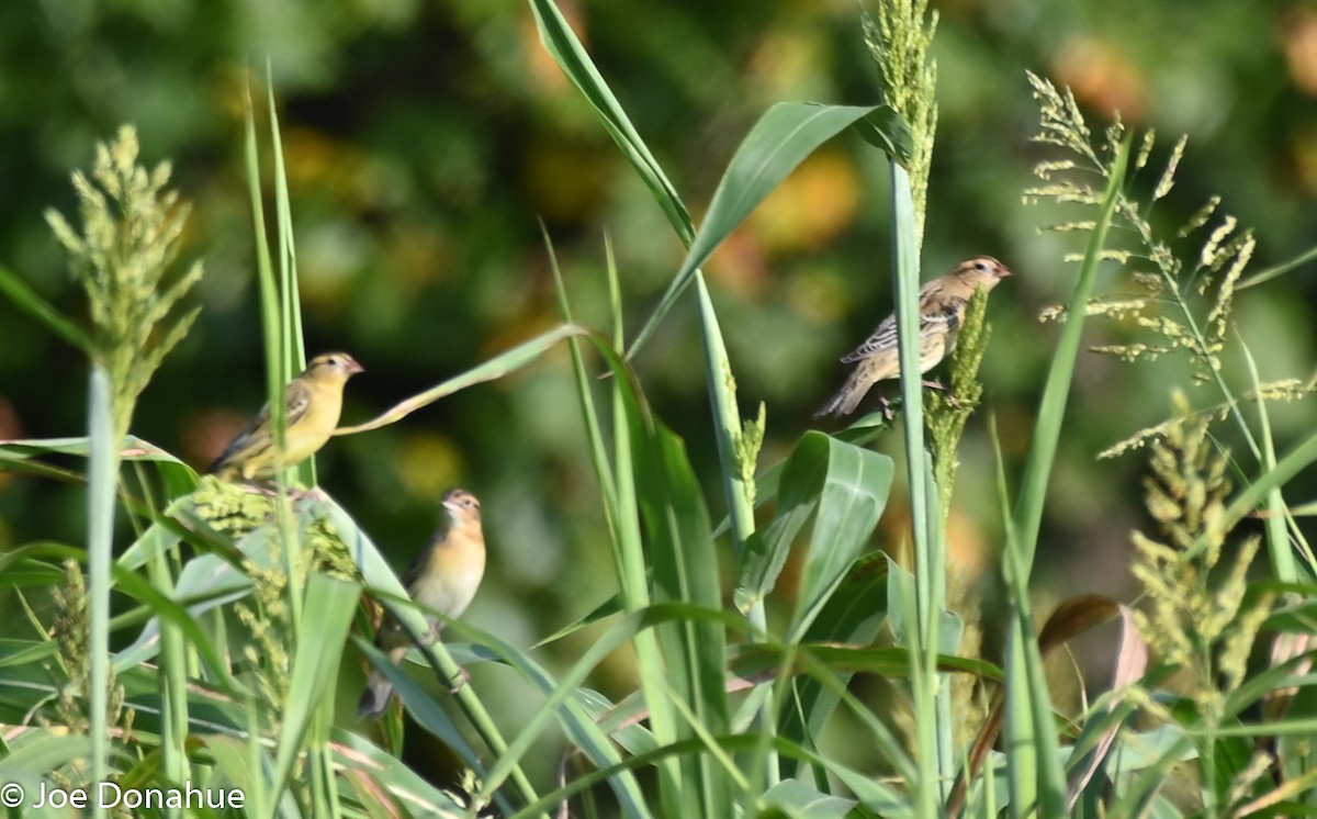 Bobolink - ML177912061