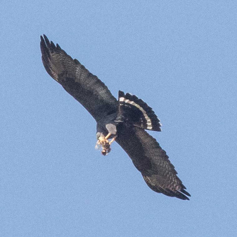 Zone-tailed Hawk - John Kendall