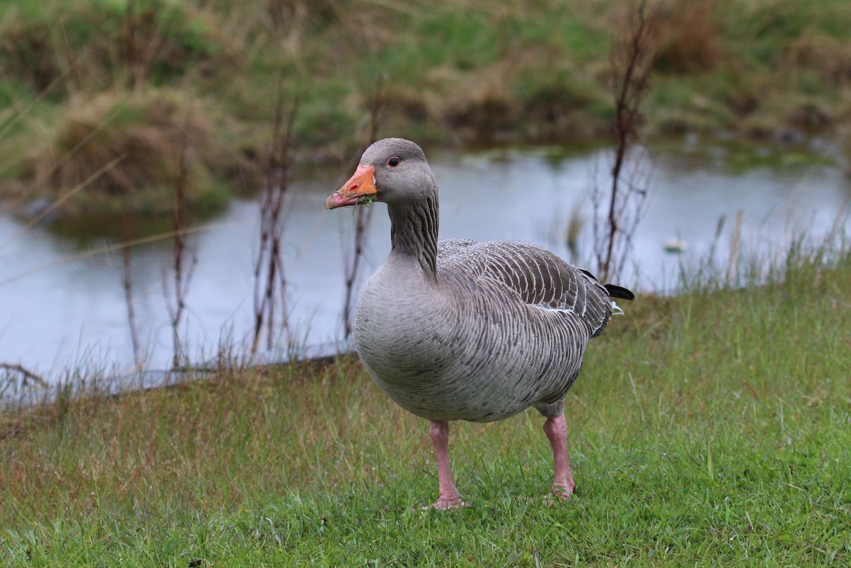 Graylag Goose (European) - ML177915041