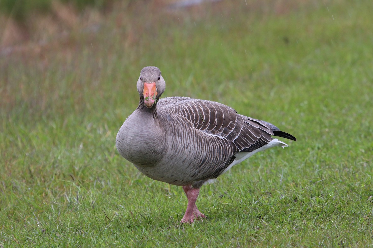 Graylag Goose (European) - ML177915051