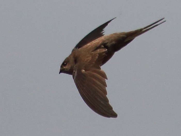 Asian Palm Swift - ML177915061