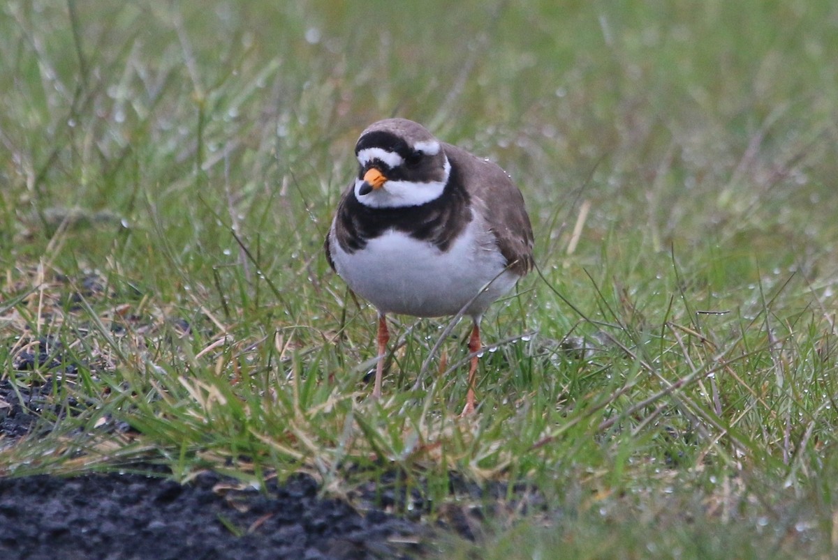 Common Ringed Plover - ML177915731