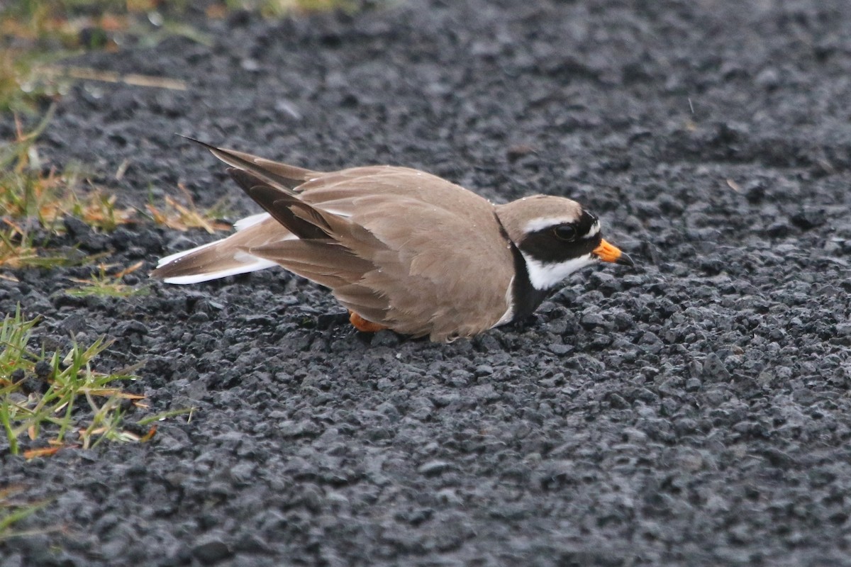 Common Ringed Plover - ML177915741