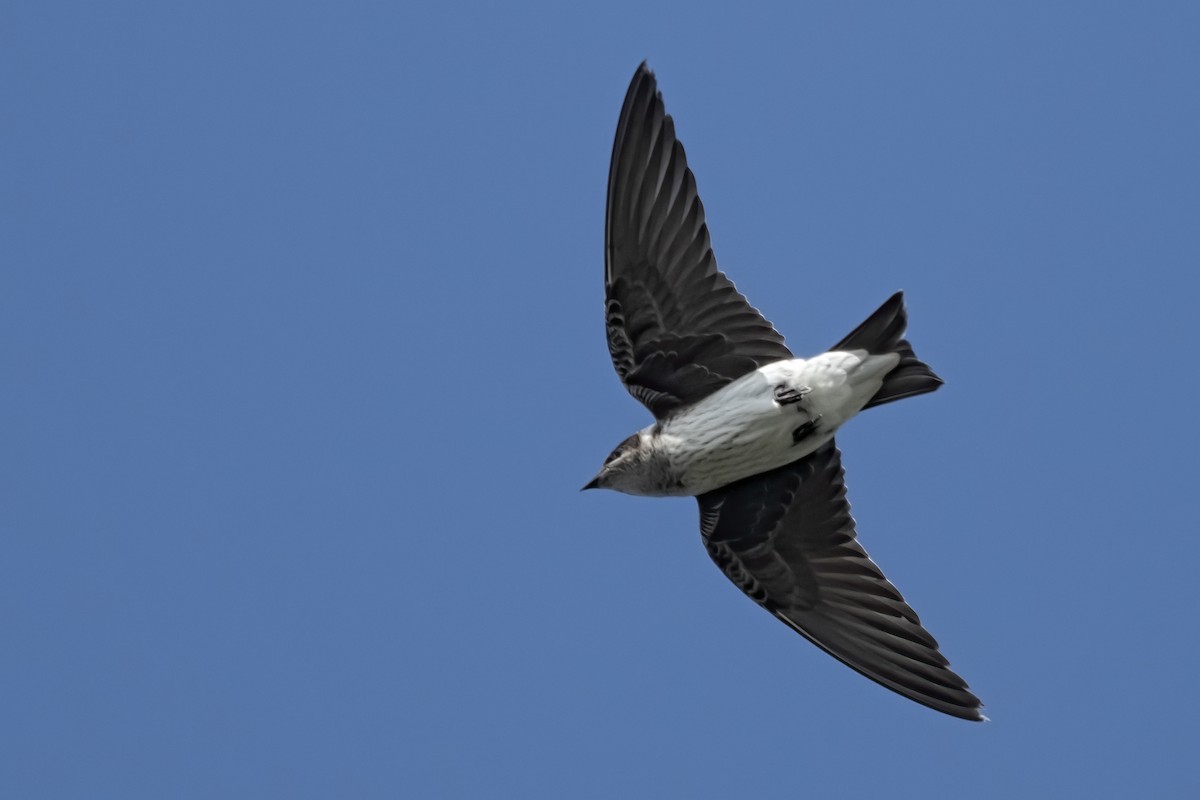 Purple Martin - ML177915891