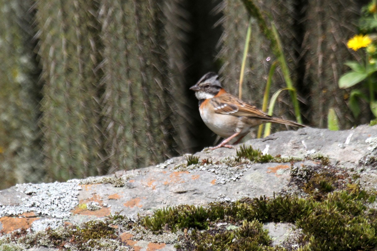 Rufous-collared Sparrow - ML177916211