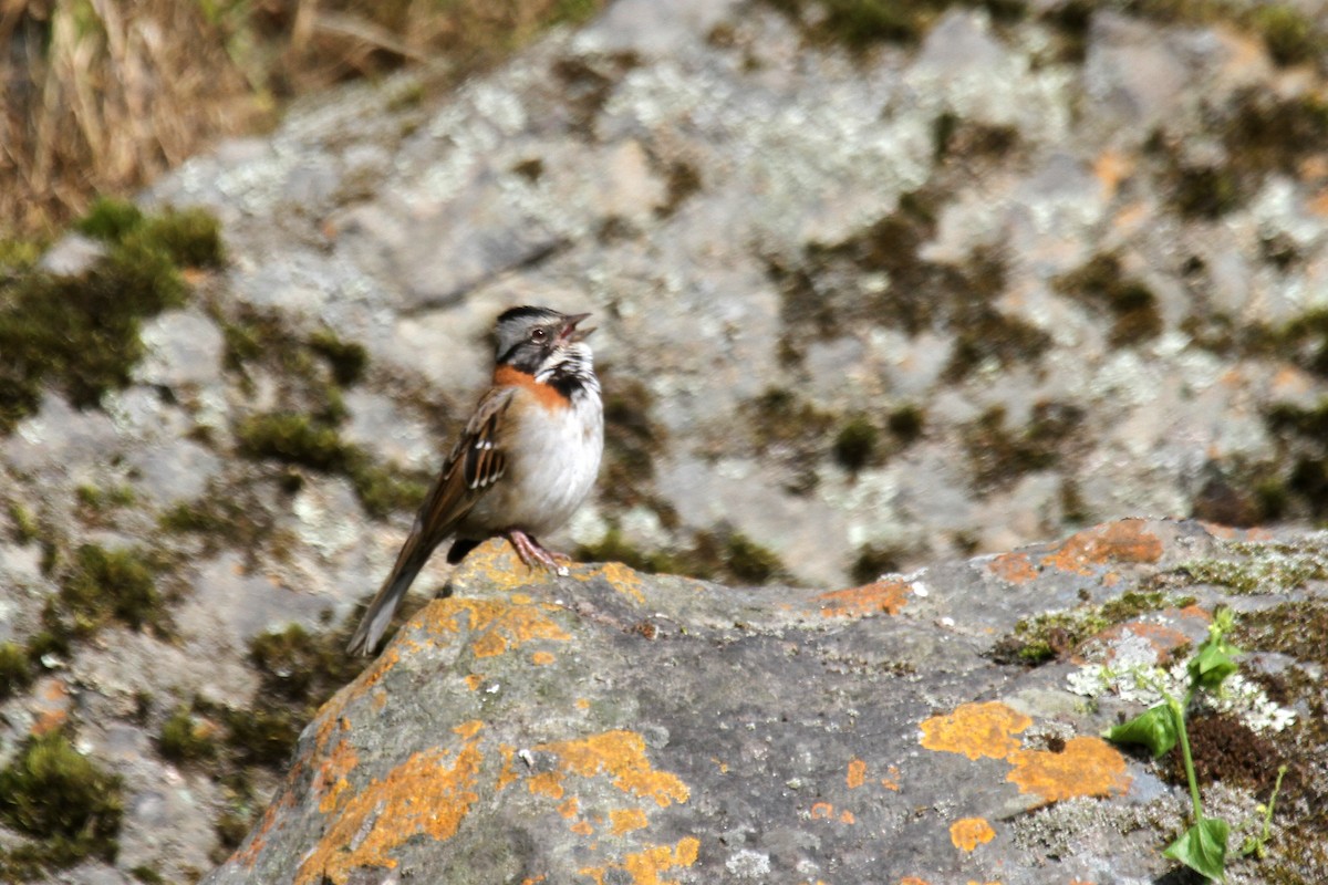 Rufous-collared Sparrow - ML177916241