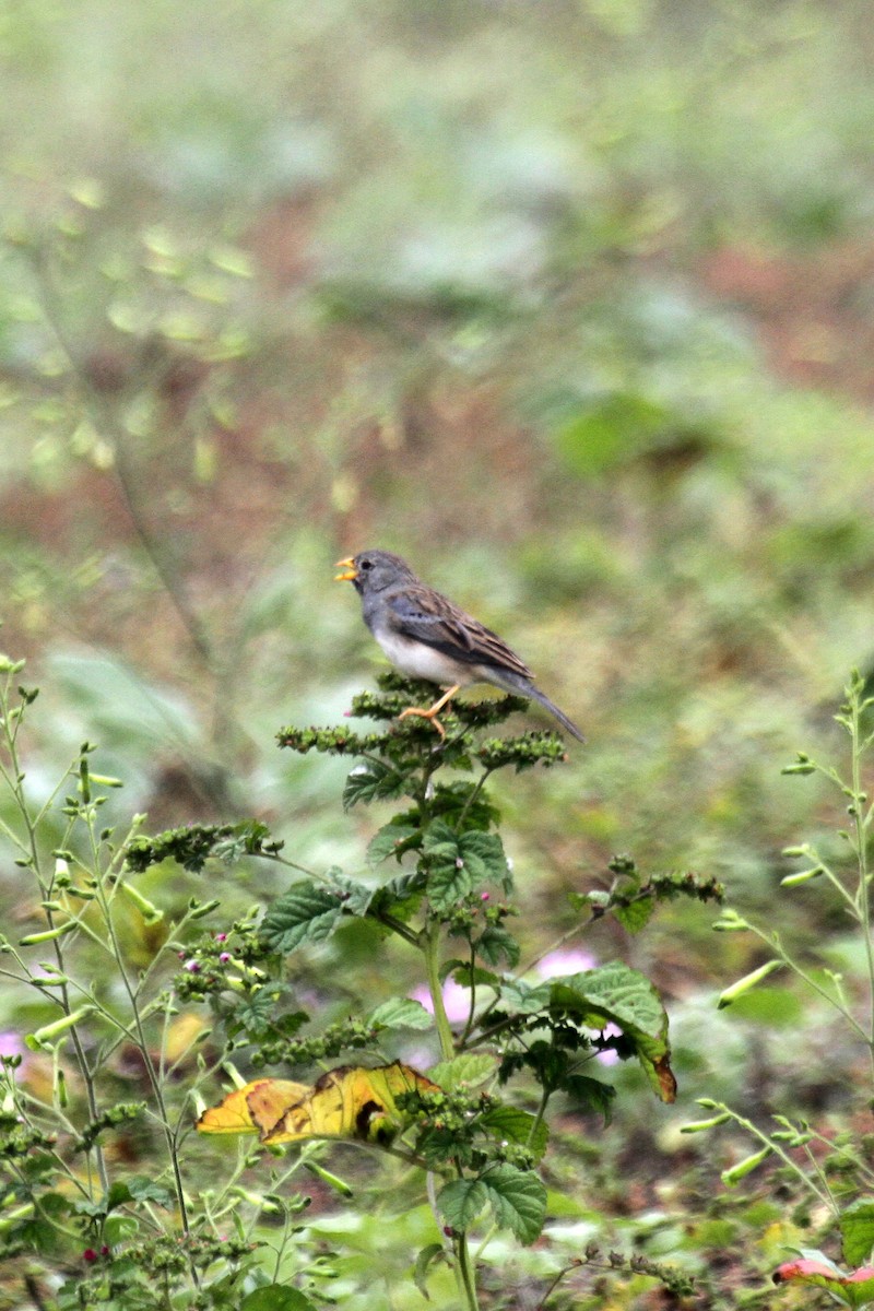 Band-tailed Sierra Finch - ML177916571