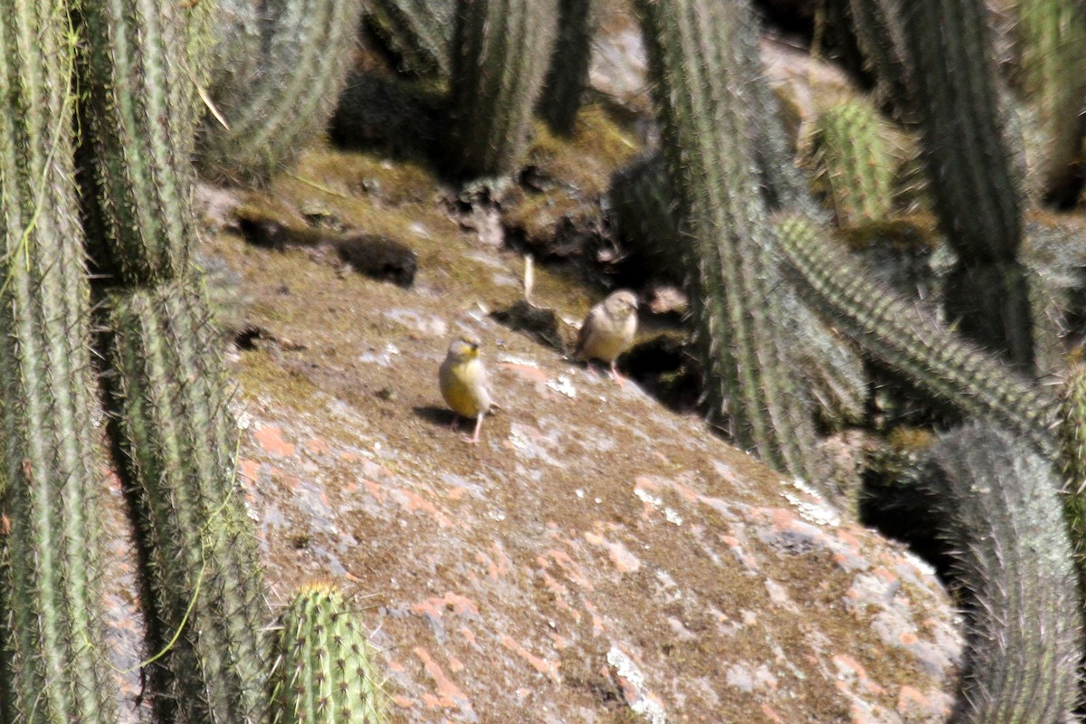 Raimondi's Yellow-Finch - ML177916711