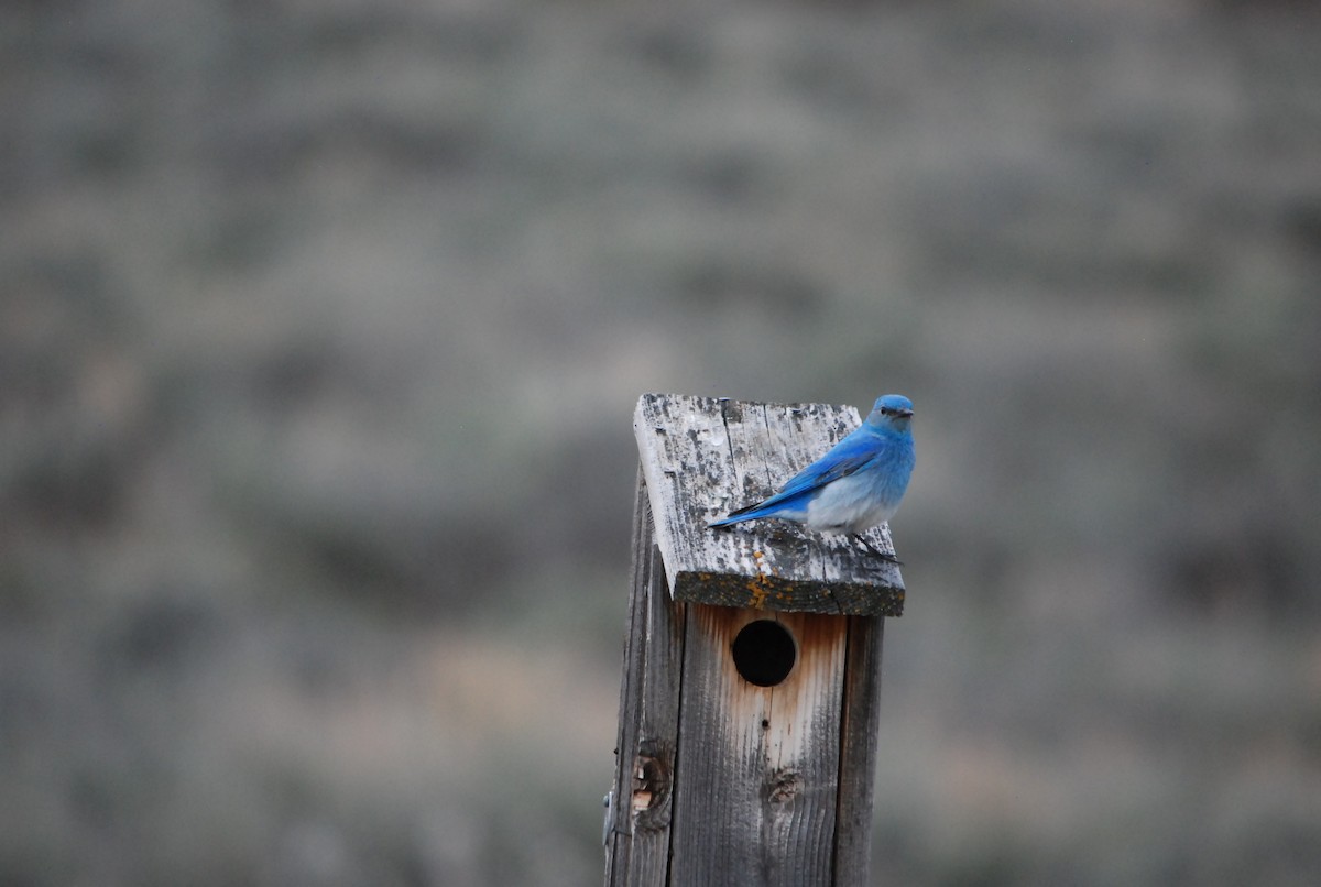 Mountain Bluebird - ML177916771