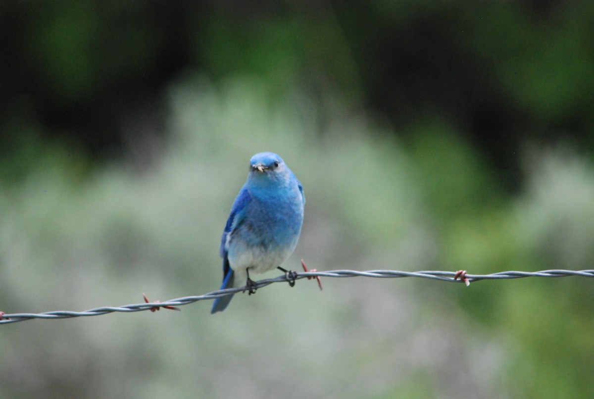 Mountain Bluebird - ML177917221