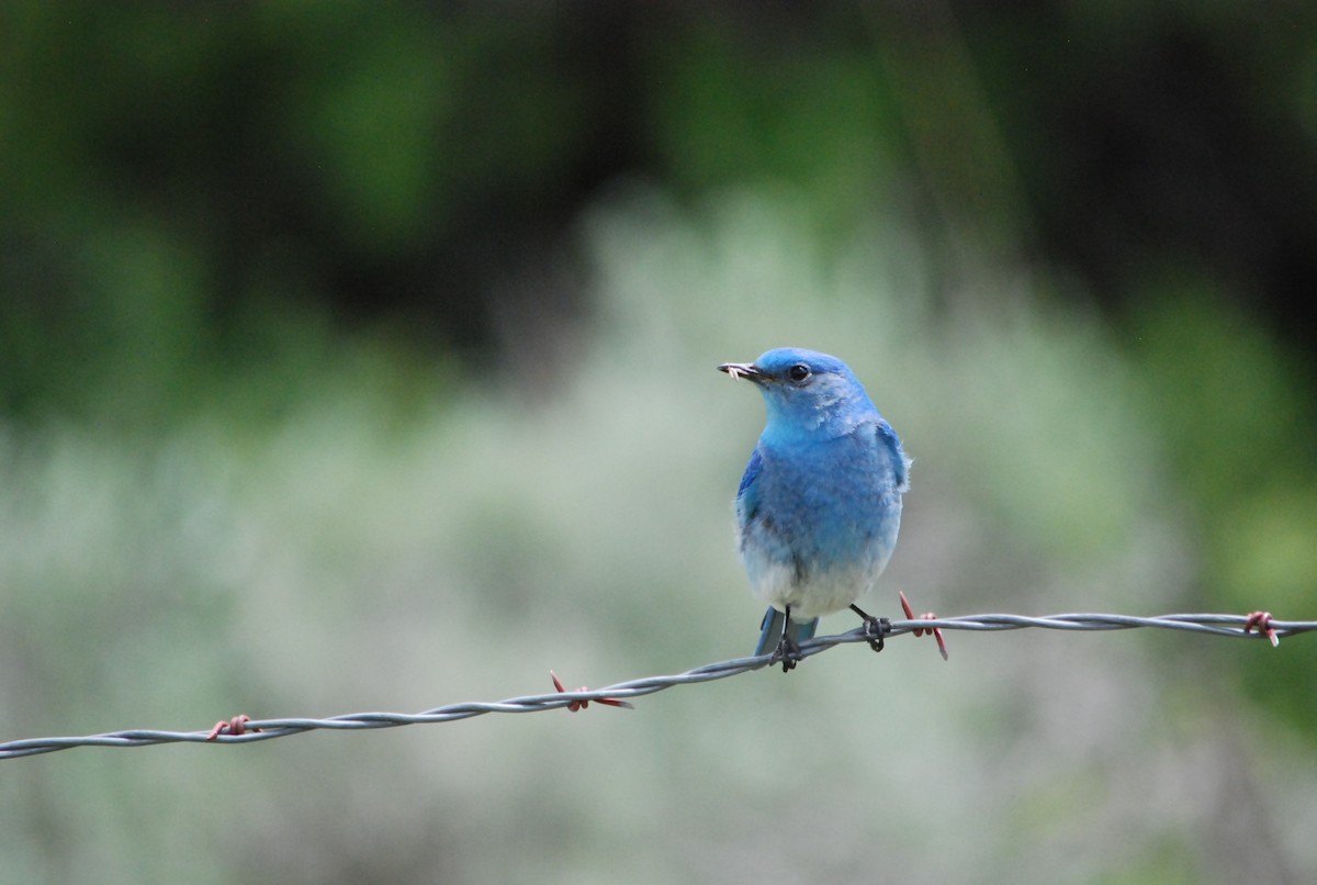 Mountain Bluebird - ML177917231