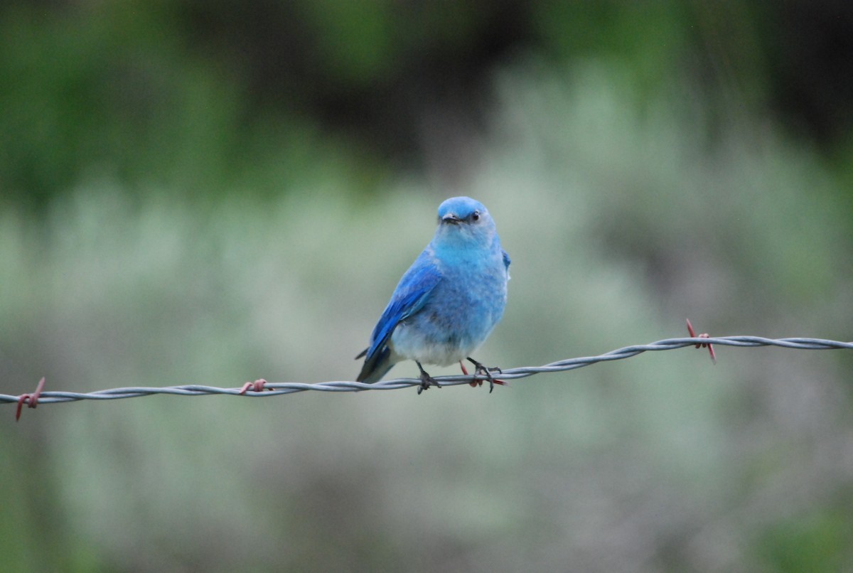 Mountain Bluebird - ML177917251