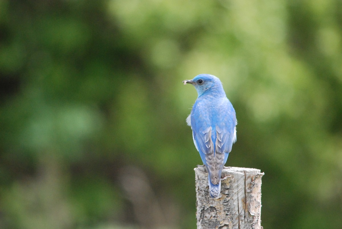 Mountain Bluebird - ML177917261