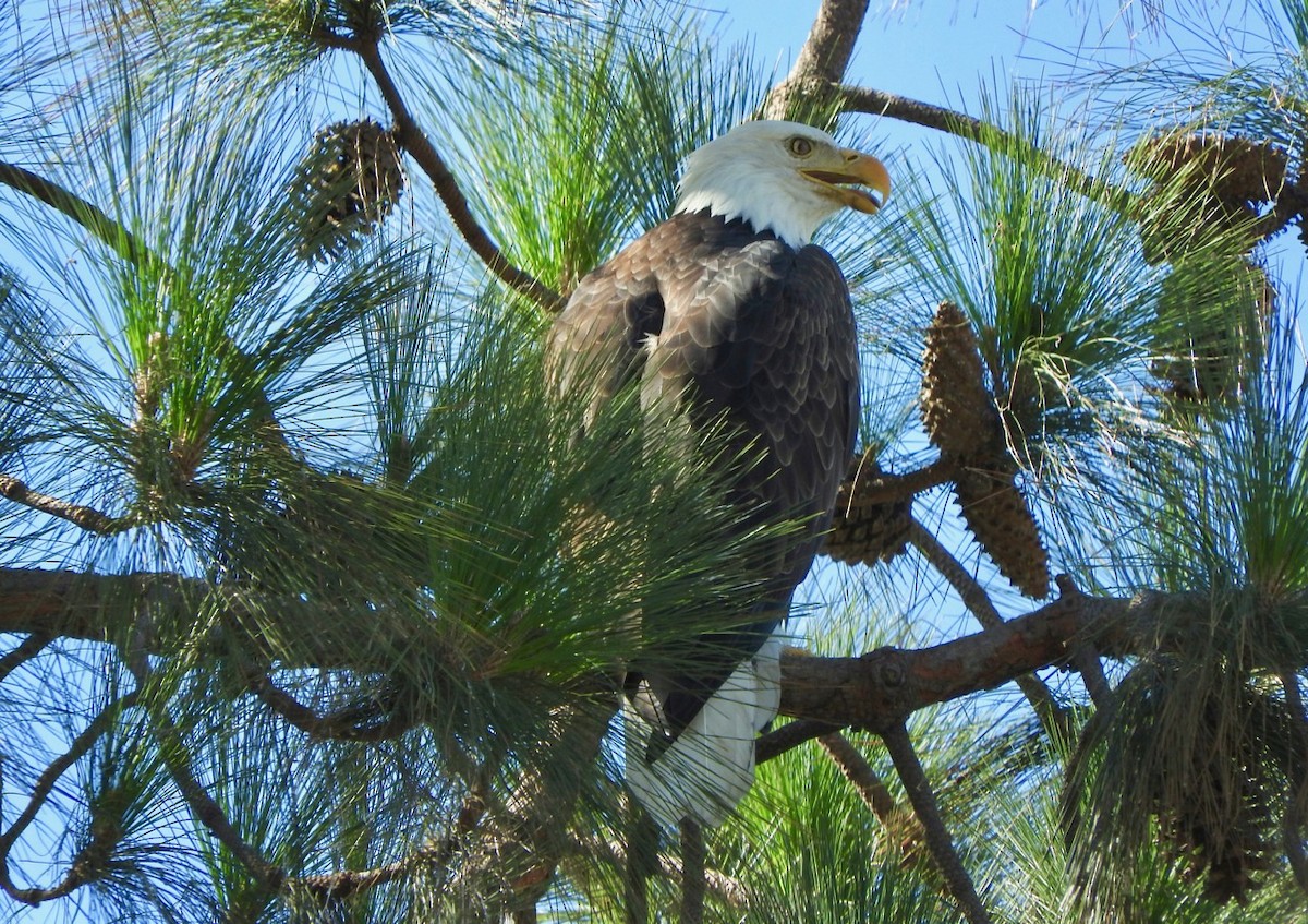 Bald Eagle - Kurt Wahl