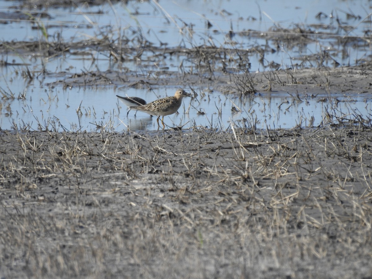 Buff-breasted Sandpiper - ML177918531