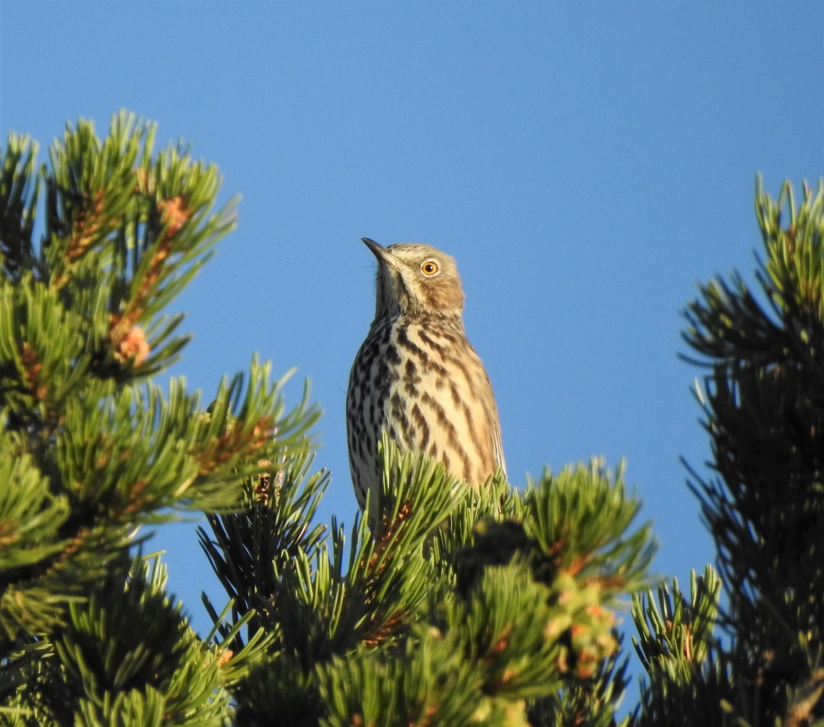 Sage Thrasher - ML177923171