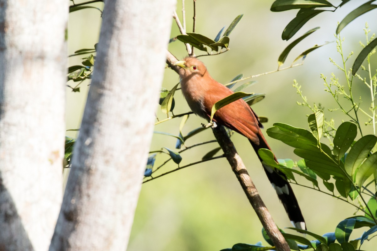 Squirrel Cuckoo - ML177924311