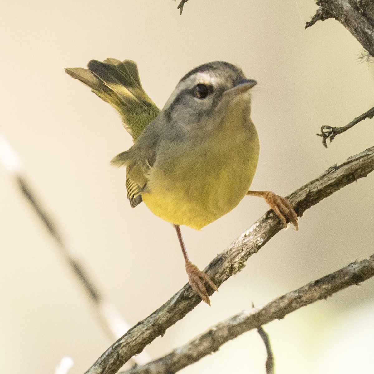 Three-banded Warbler - ML177925921