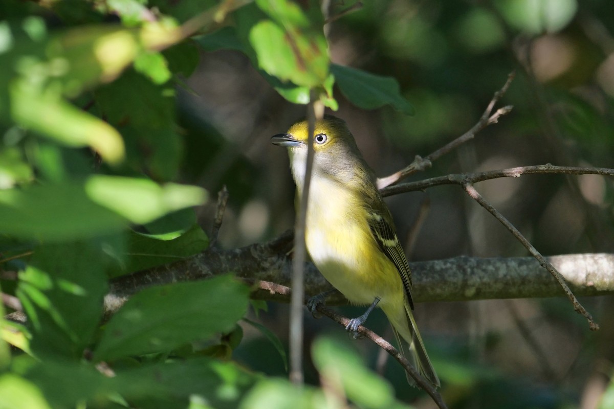 Weißaugenvireo - ML177926471