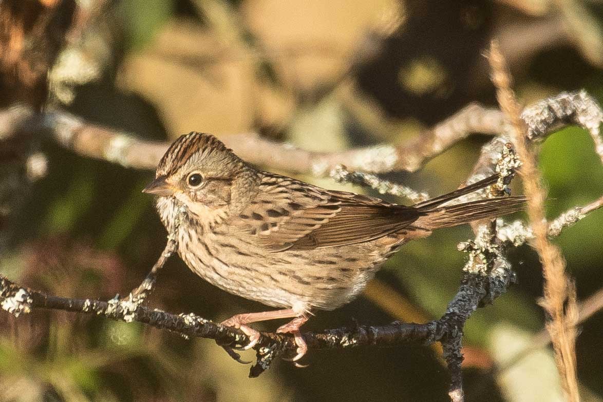 Lincoln's Sparrow - Gerry Gerich